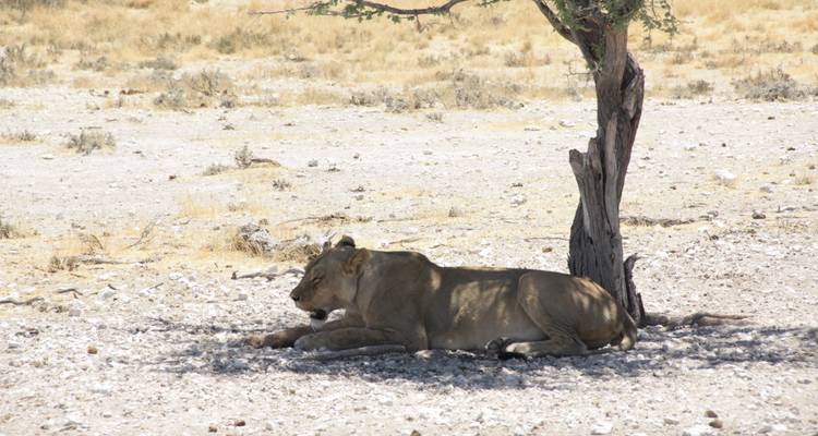 Circuit de 11 jours avec hébergement en Namibie - Bluecrane Safaris Namibia 9