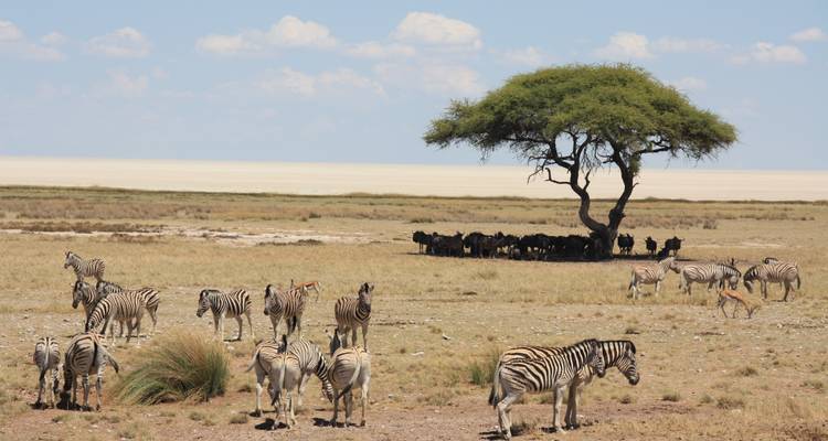 Circuit de 11 jours avec hébergement en Namibie - Bluecrane Safaris Namibia 8