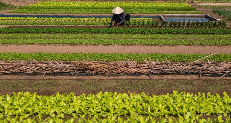 Persona que cultiva/cuida los cultivos en campos organizados.
Alternative translations:
- Persona que atiende los cultivos en campos organizados.
- Persona dedicada al cuidado de cultivos en campos organizados.