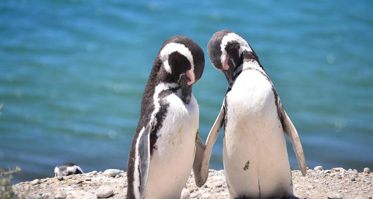 Dos pingüinos de Magallanes en una playa rocosa with agua azul en el fondo.