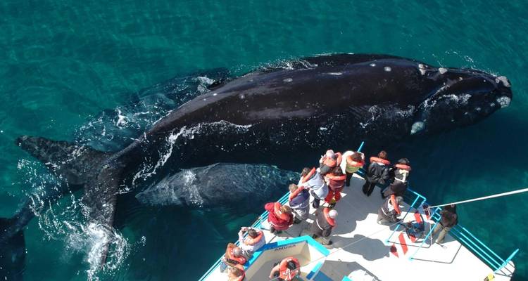 Ballena nadando cerca de un barco con turistas observando.