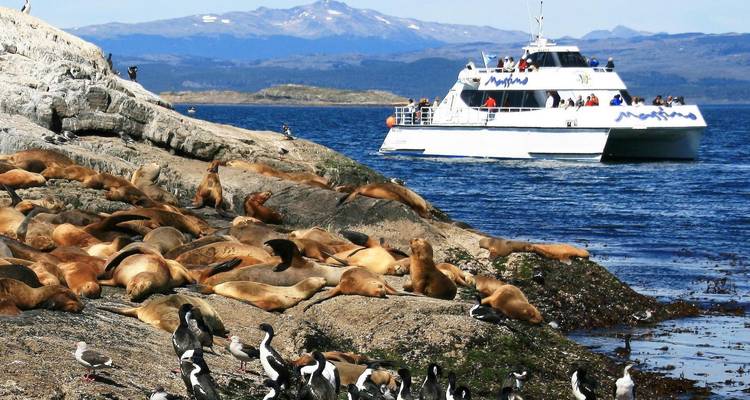 Leones marinos y aves marinas descansando en rocas con un barco turístico cerca.
