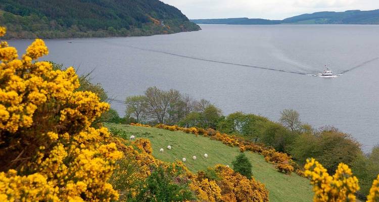 Colourful flora and grazing sheep overlooking Loch Ness with a small tour boat tracing the calm waters