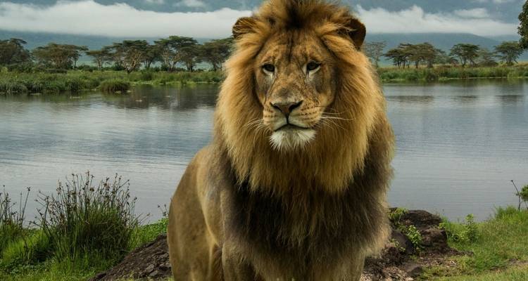Majestic lion by the water with trees in background.