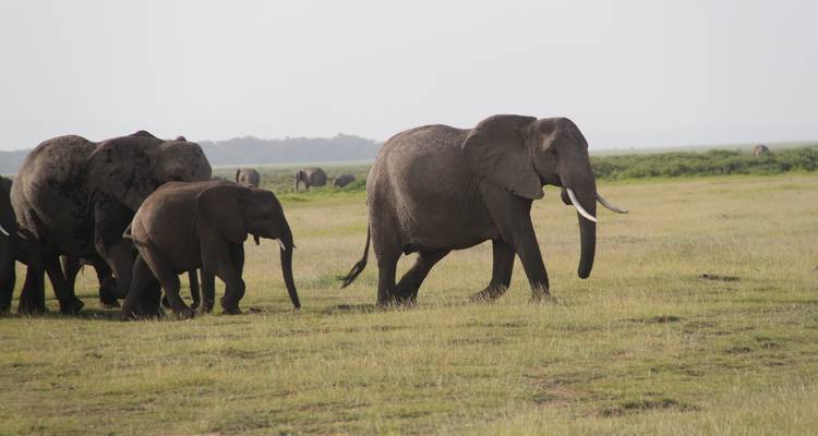 Elephant herd walking across the grassland.