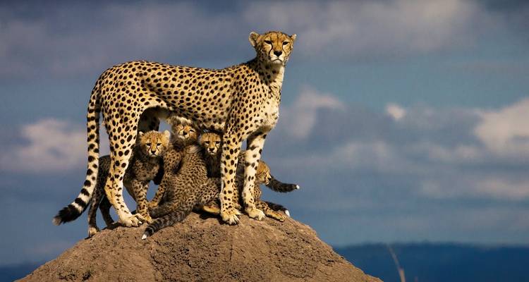 Cheetah standing protectively over its cubs.