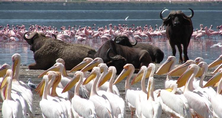 Buffalos and pelicans near a lake with flamingos.