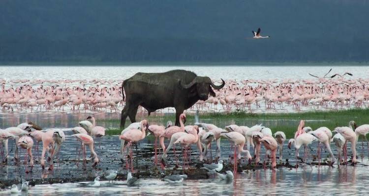 Buffalo among a large flock of flamingos in a lake.