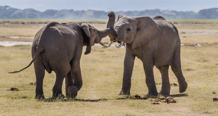 Two elephants interacting in the savannah.