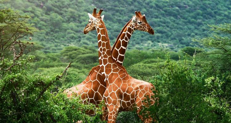 Two giraffes standing close together among green foliage.