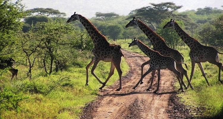 Multiple giraffes walking on a dirt path in a green landscape.