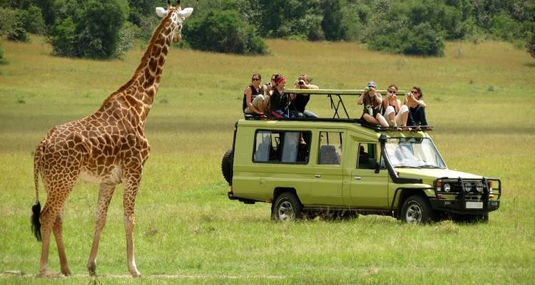 A safari vehicle with people observing a giraffe in the savannah.