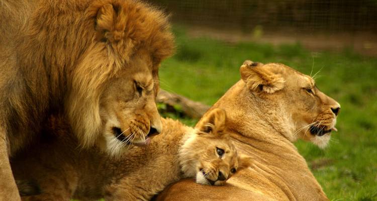 Safari económico en campamento de 4 días por el circuito norte de Tanzania - Gracepatt Ecotours Kenya 7