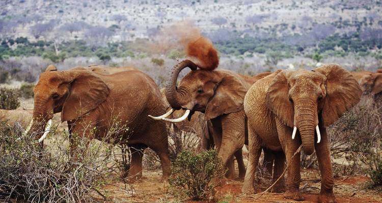 Safari de 6 días en lodge de lujo: Amboseli, Tsavo oeste, Tsavo este, Mombasa - Gracepatt Ecotours Kenya 10