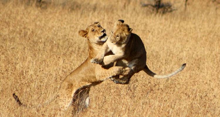 Safari de 6 días en lodge de lujo: Amboseli, Tsavo oeste, Tsavo este, Mombasa - Gracepatt Ecotours Kenya 9
