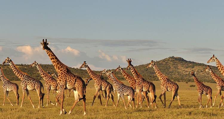 Große Gruppe von Giraffen, die durch die Savanne wandelt.