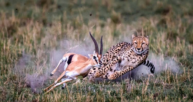 Cheetah chasing a gazelle in action.