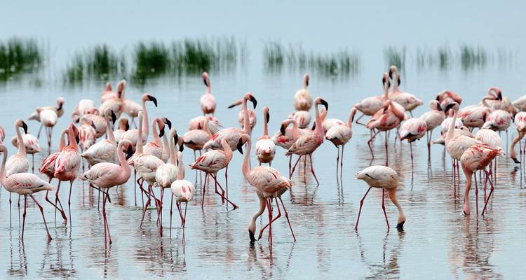 Flock of flamingos wading in shallow water.