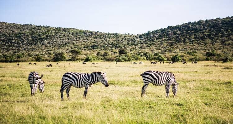 Zebras grazing in a field with rolling hills in the background.