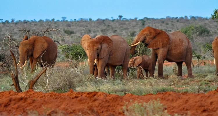Elephants walking in a landscape with red soil.