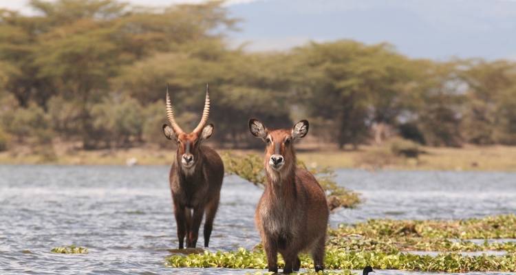 Two antelopes standing in a body of water with trees in the background.