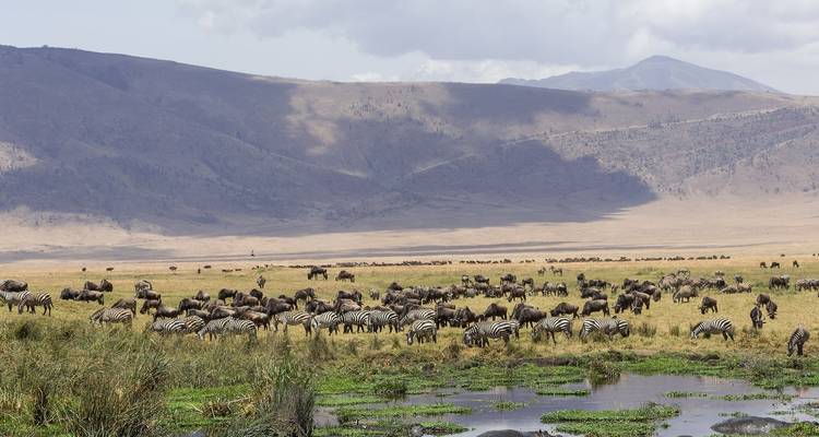 Zebras and wildebeests grazing near a water body with hills in the background.