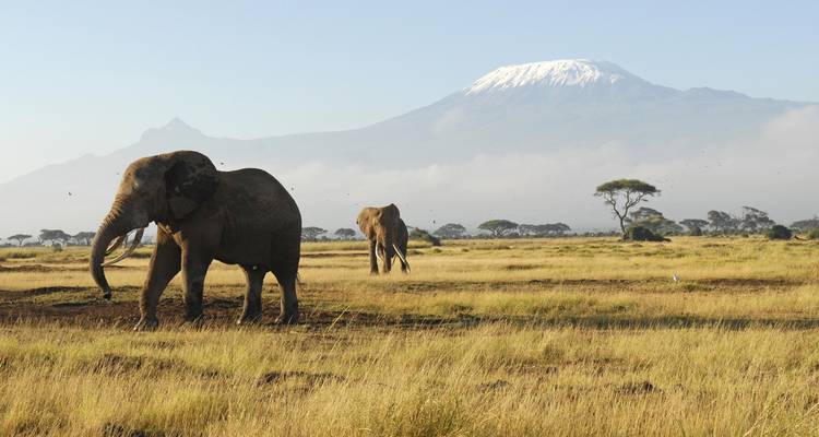 Elephant walking with snow-capped mountain in the background.