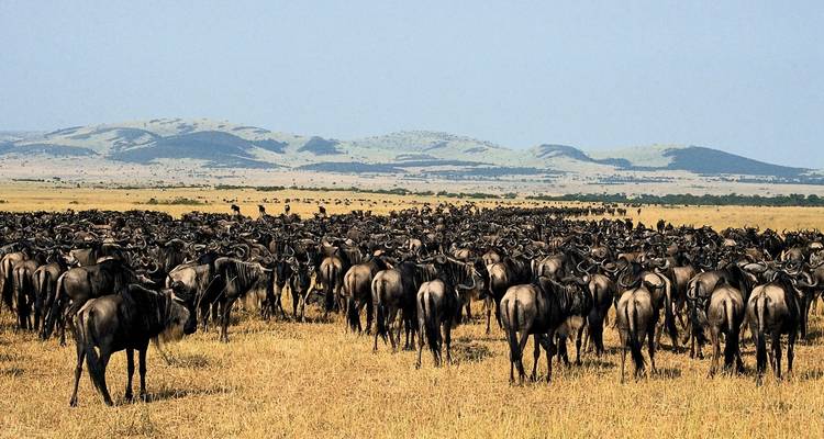 Large herd of wildebeests covering the landscape.