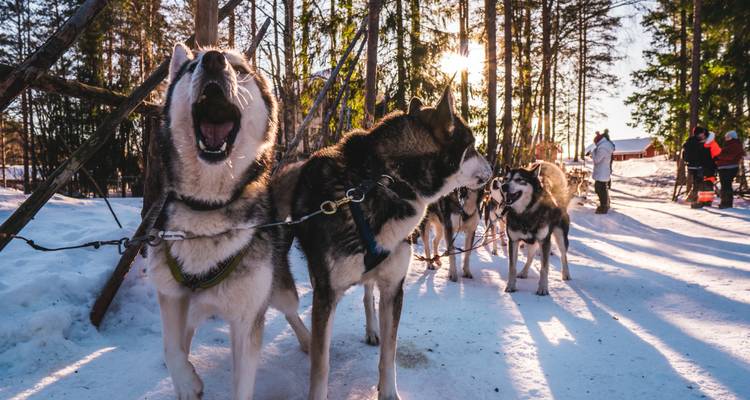 Aventure en pleine nature avec des huskys - Upitrek 4