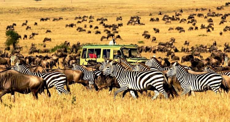 Vacaciones de 12 días en la playa de Zanzíbar y el mejor safari por la naturaleza de Tanzania - Gracepatt Ecotours Kenya 8