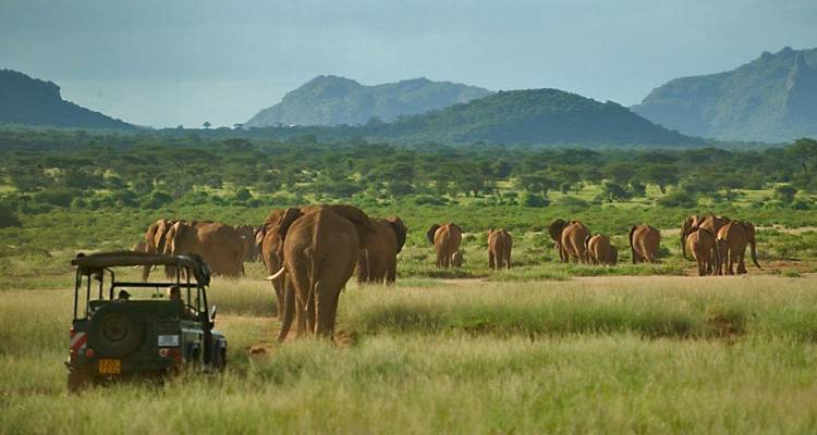Olifanten die weglopen van een safarivoertuig in een grasland met heuvels op de achtergrond.