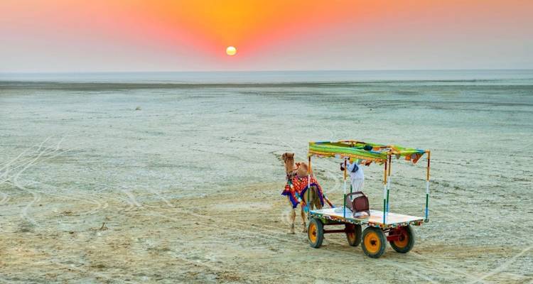 Excursión inolvidable de 10 días por la vida salvaje de Gujarat desde Ahmedabad: leones asiáticos, asnos salvajes y flamencos mayores - IHCT Heritage & Adventure  Tours 4