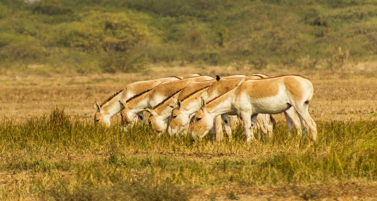 Excursión inolvidable de 10 días por la vida salvaje de Gujarat desde Ahmedabad: leones asiáticos, asnos salvajes y flamencos mayores - IHCT Heritage & Adventure  Tours 6
