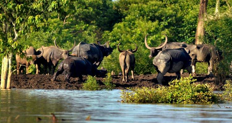 10-Day Tour of Exotic Northeast India: Mawsmai Caves, Living Roots Bridges and Kaziranga National Park - IHCT Heritage & Adventure  Tours 9