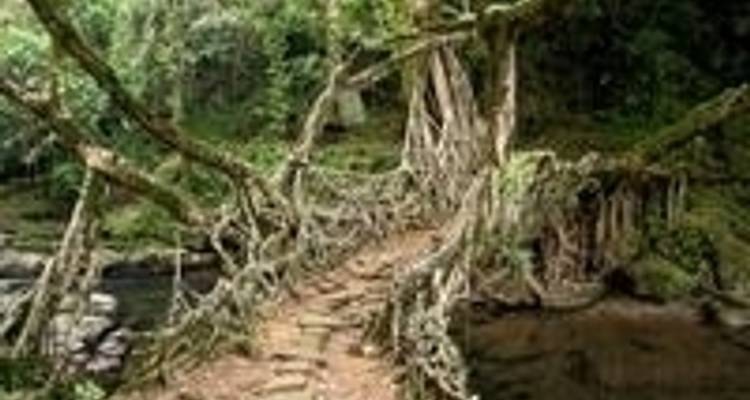 10-Day Tour of Exotic Northeast India: Mawsmai Caves, Living Roots Bridges and Kaziranga National Park - IHCT Heritage & Adventure  Tours 7