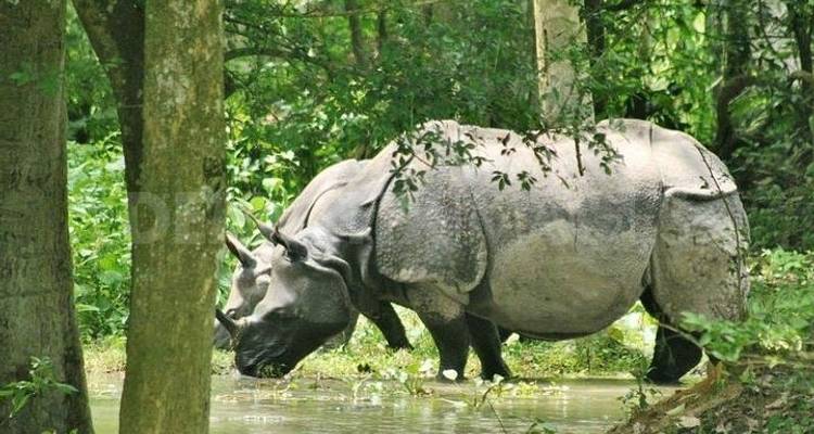 10-Day Tour of Exotic Northeast India: Mawsmai Caves, Living Roots Bridges and Kaziranga National Park - IHCT Heritage & Adventure  Tours 4