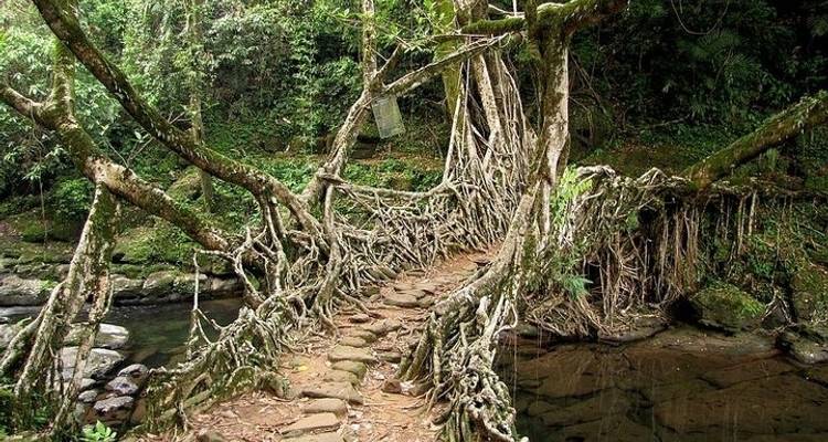 10-Day Tour of Exotic Northeast India: Mawsmai Caves, Living Roots Bridges and Kaziranga National Park - IHCT Heritage & Adventure  Tours 6