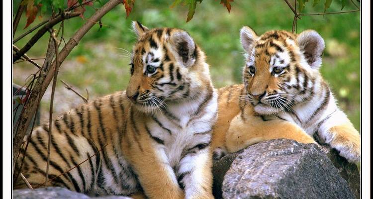 Circuito de 10 días a las Fortalezas y Palacios Reales con Safari en Tigre y Magnífica Gastronomía - IHCT Heritage & Adventure  Tours 3