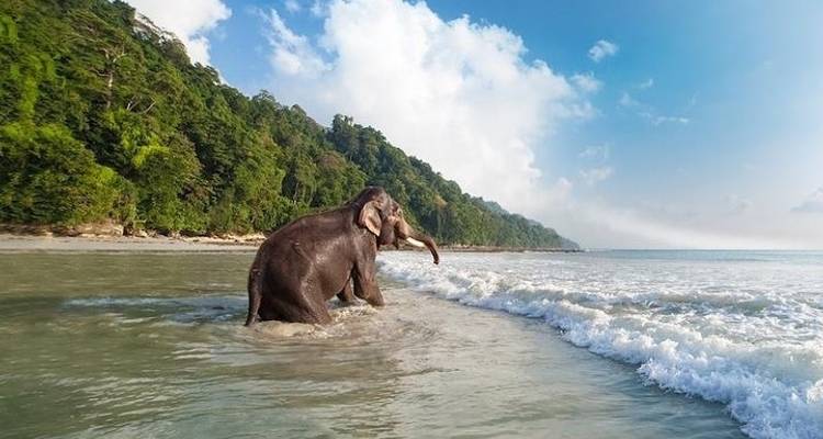 Circuit aventure de 11 jours dans le nord- est de l'Inde : Orchidées sauvages, vallées, jardins de thé et montagnes enneigées de Guwahati à Jorhat - IHCT Heritage & Adventure  Tours 8