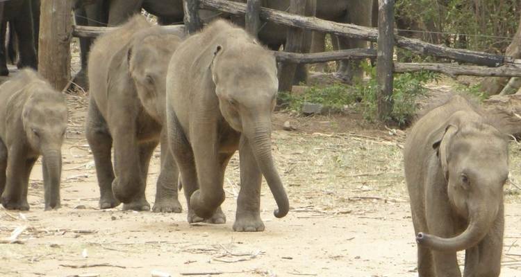 Les éléphants du Sri Lanka - 15 jours - Stelaran Holidays (Pvt) Ltd 10