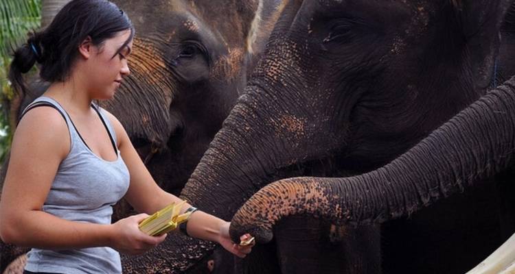 Les éléphants du Sri Lanka - 15 jours - Stelaran Holidays (Pvt) Ltd 2