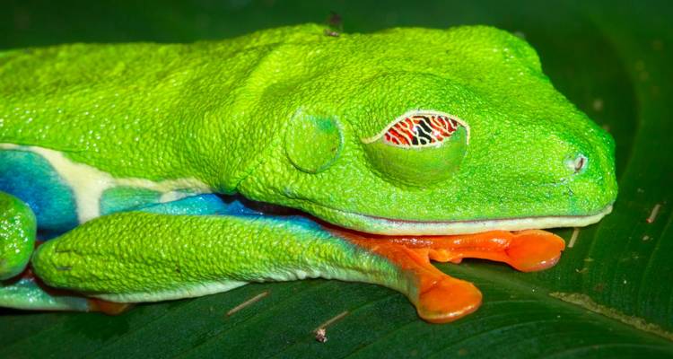 Adventures in Costa Rica! - Class Adventure Travel  10