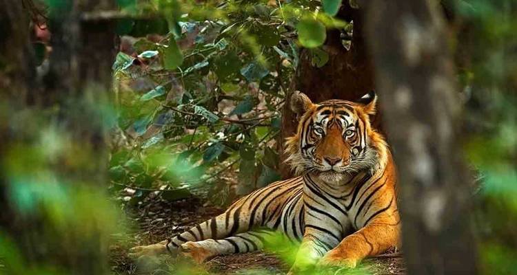 Circuit de 6 jours dans le Triangle d'Or avec les tigres de Ranthambore et le Taj Mahal au lever et au coucher du soleil - Agra Taj Visit 9