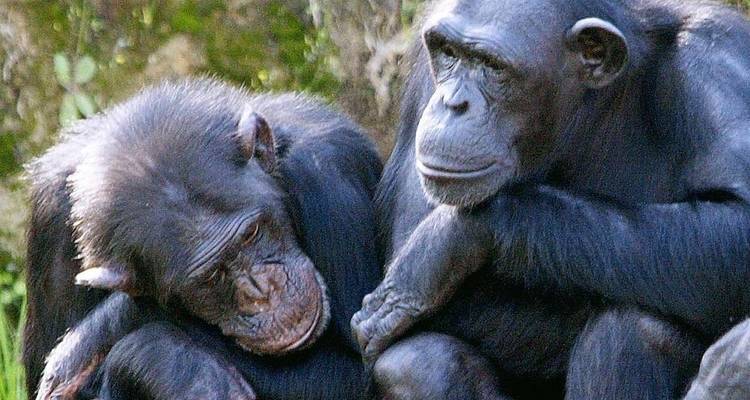 3 Days Ultimate & Unforgettable Chimpanzee experience in Kibale NP - Kenlink Tours And Travel 7