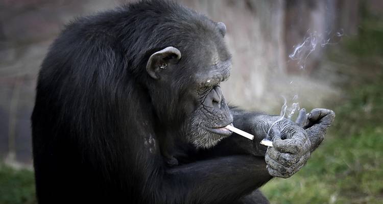 3 Days Ultimate & Unforgettable Chimpanzee experience in Kibale NP - Kenlink Tours And Travel 6