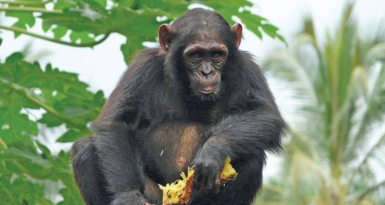3 Days Ultimate & Unforgettable Chimpanzee experience in Kibale NP - Kenlink Tours And Travel 4