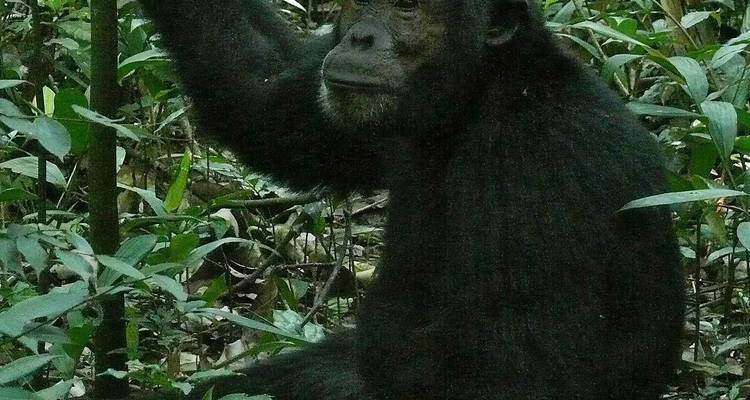 3 Days Ultimate & Unforgettable Chimpanzee experience in Kibale NP - Kenlink Tours And Travel 2