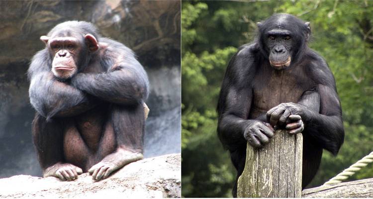 3 Days Ultimate & Unforgettable Chimpanzee experience in Kibale NP - Kenlink Tours And Travel 3