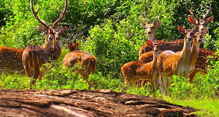 L'enchantement du Sri Lanka - Overa Tours 1