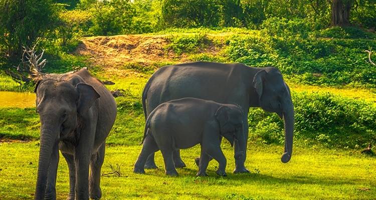 L'enchantement du Sri Lanka - Overa Tours 9